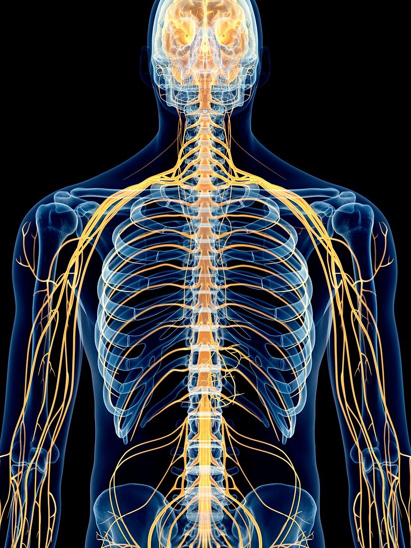 Human intercostal nerves