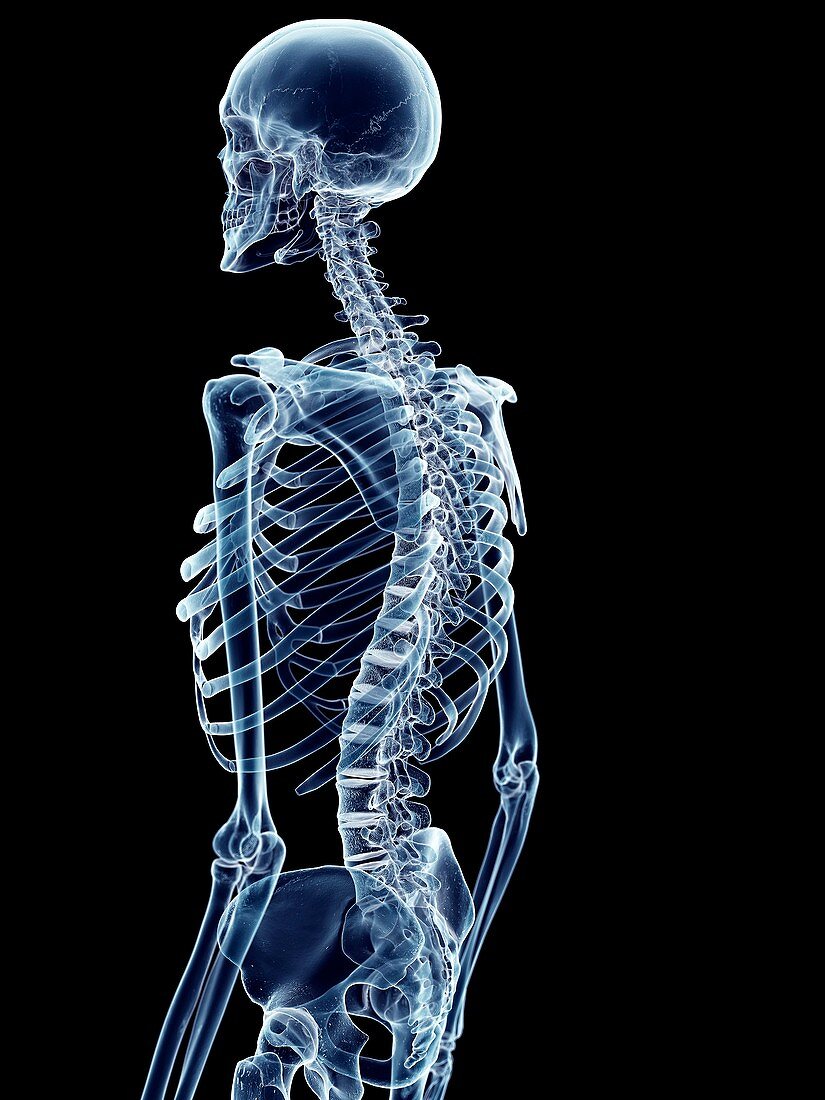 Human skeletal system