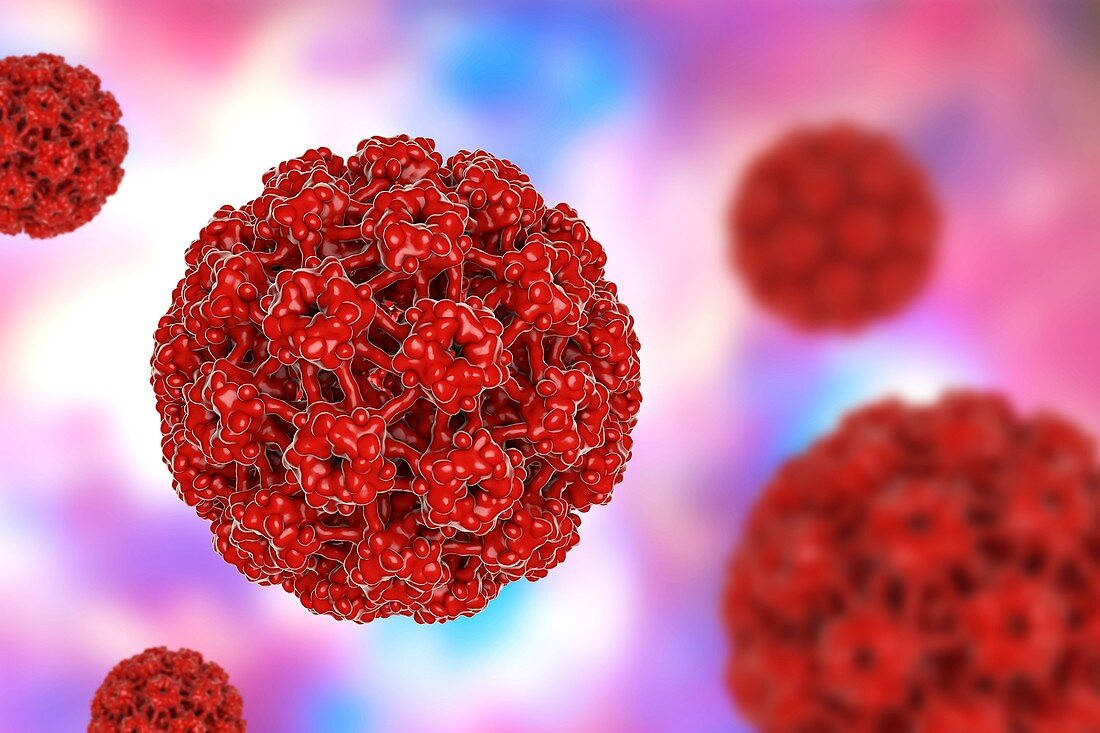 Human papilloma virus,illustration