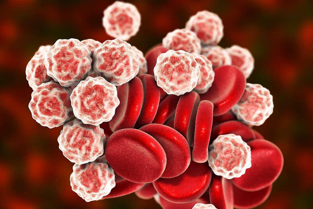 Blood cells,illustration