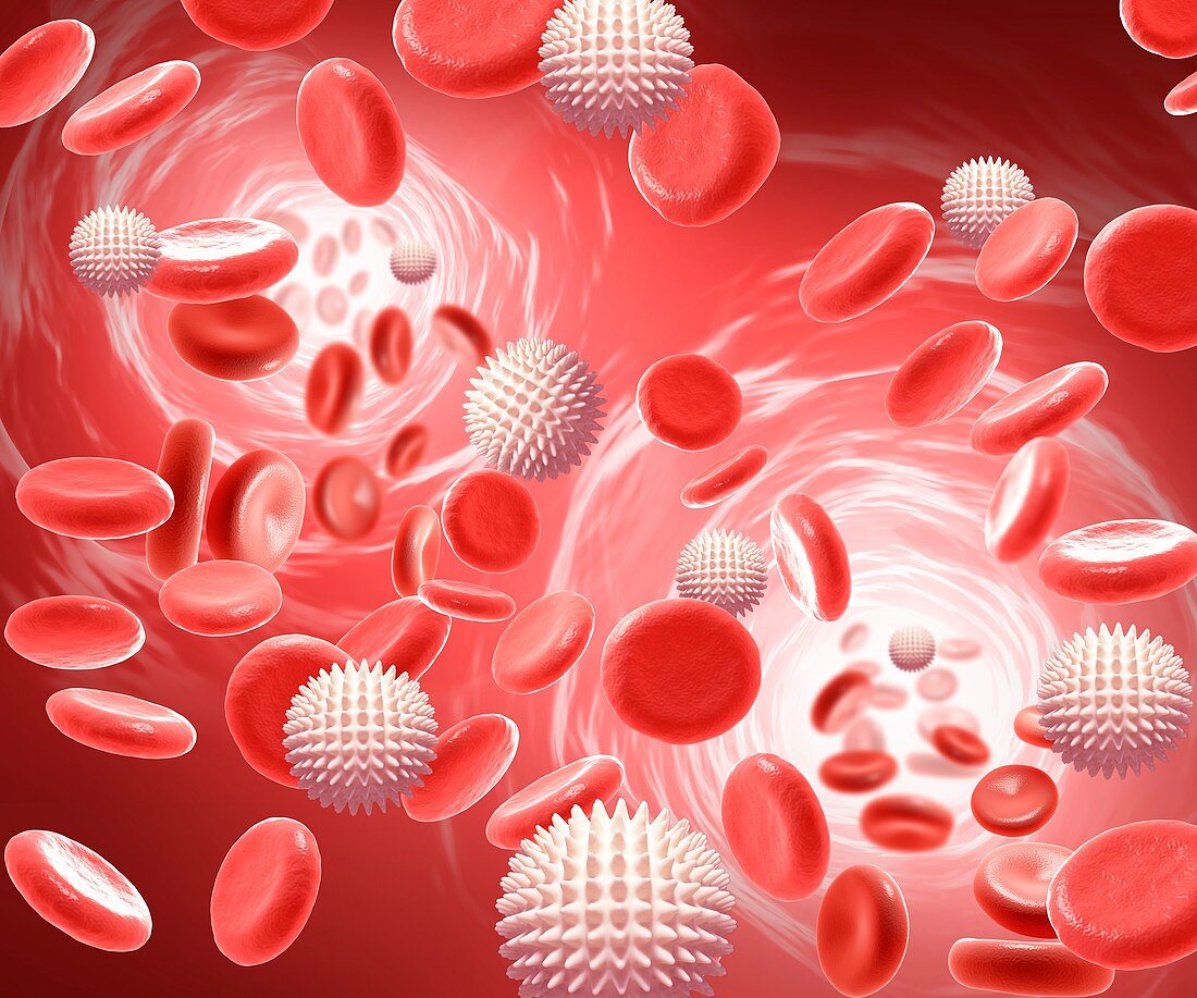 Red and white blood cells,illustration