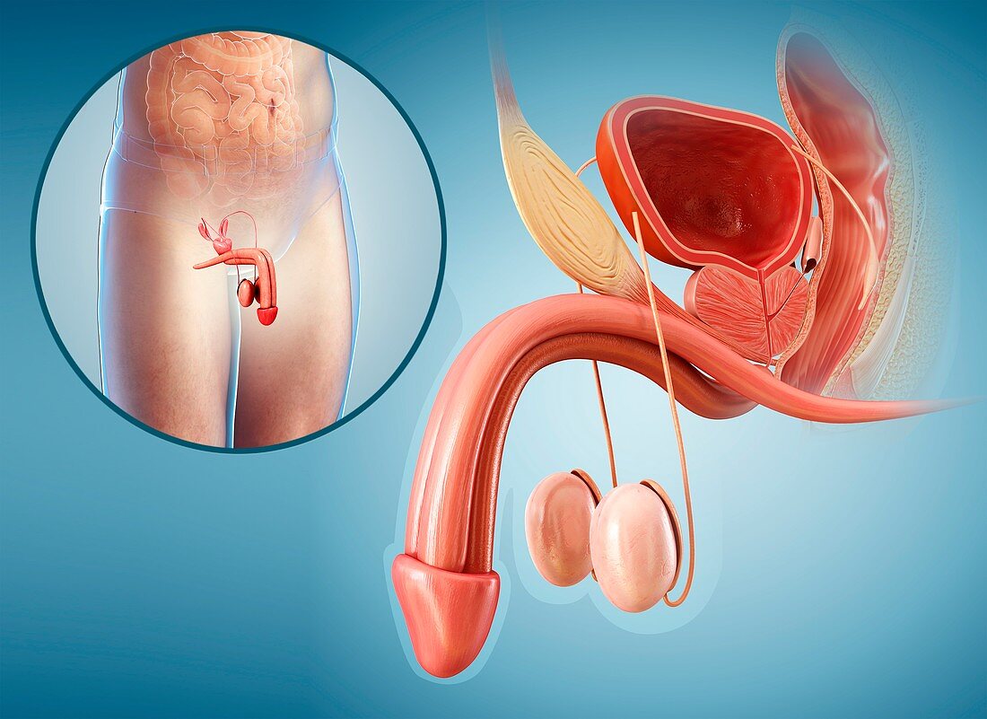 Male urogenital system,illustration