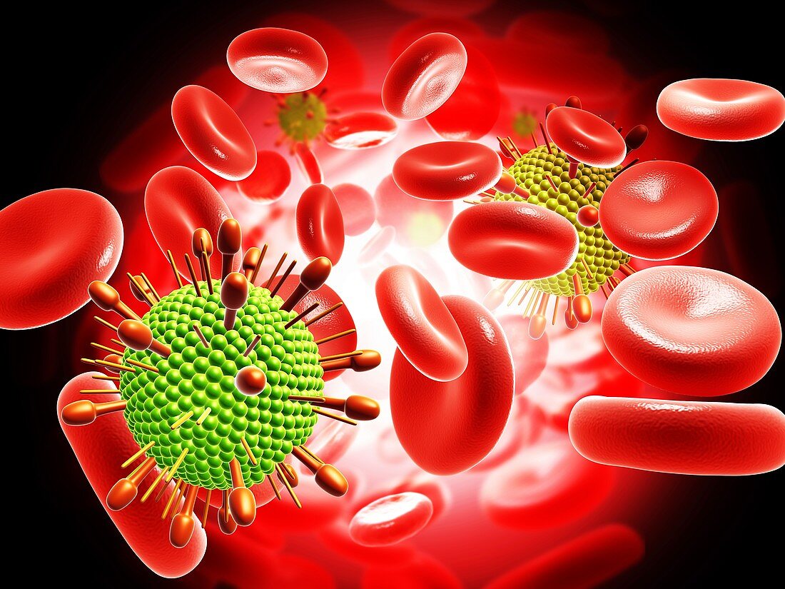 Paramyxovirus virus and blood cells