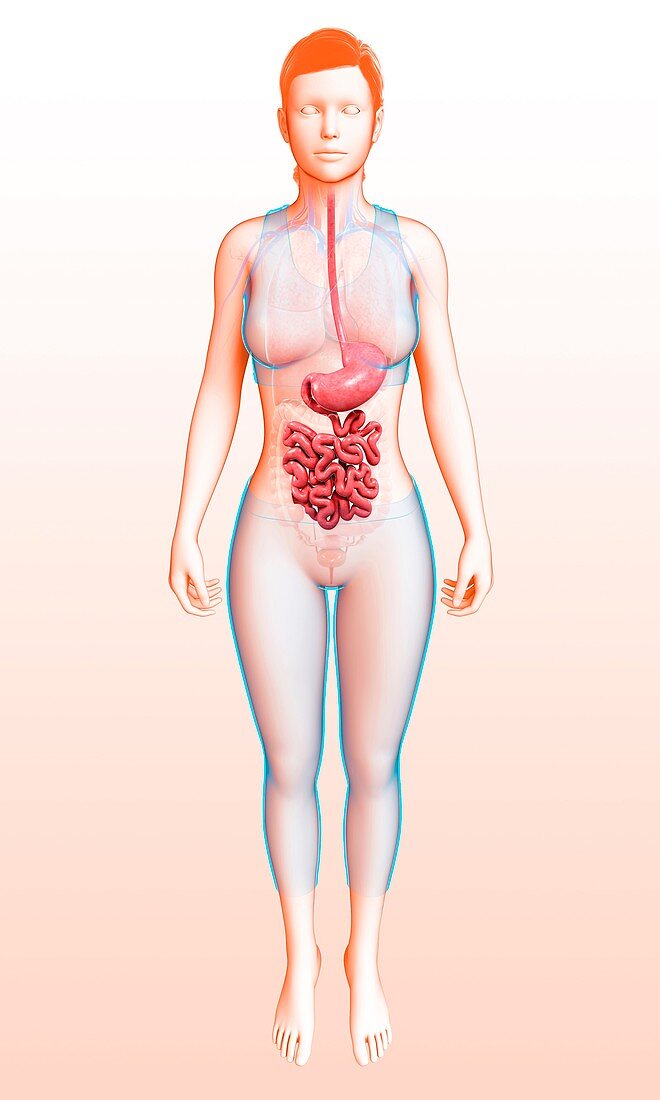 Female digestive system,illustration