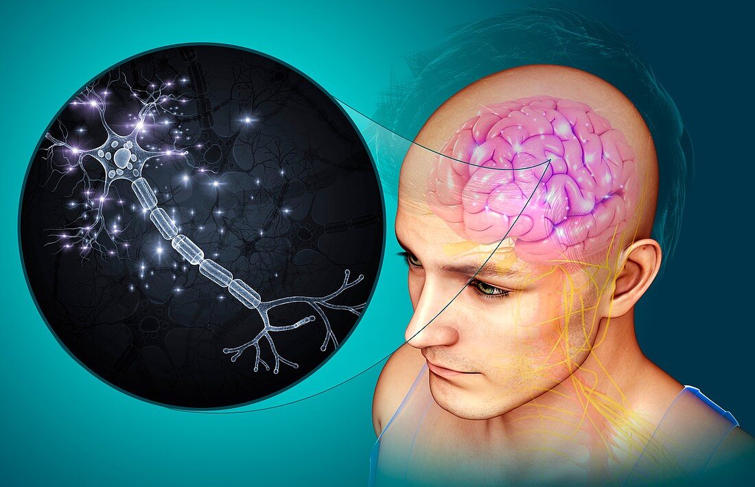 Brain and nerve cells,illustration