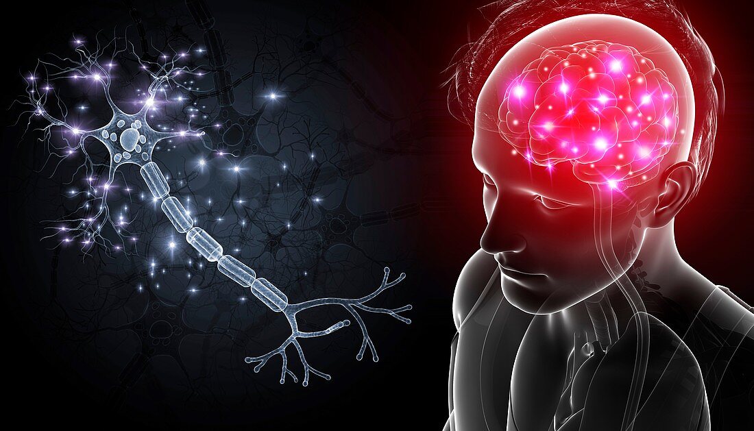 Brain and nerve cells,illustration