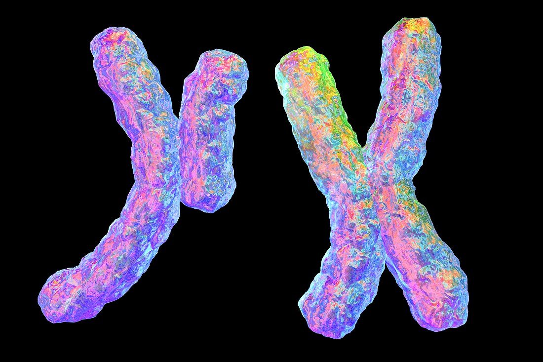 Human chromosomes,illustration