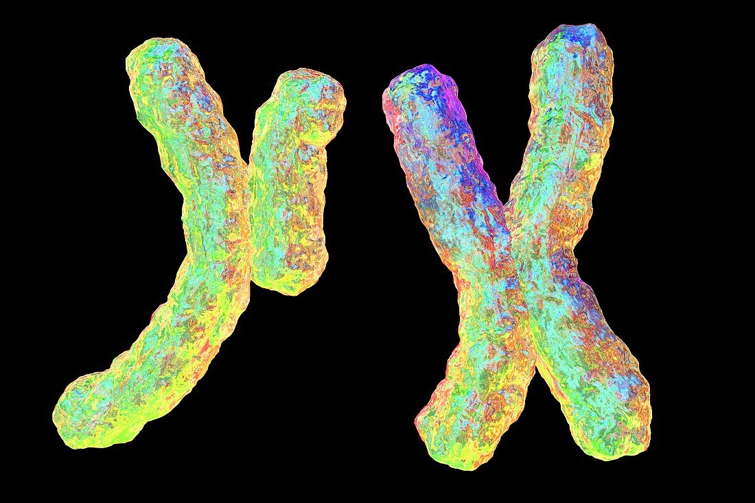 Human chromosomes,illustration