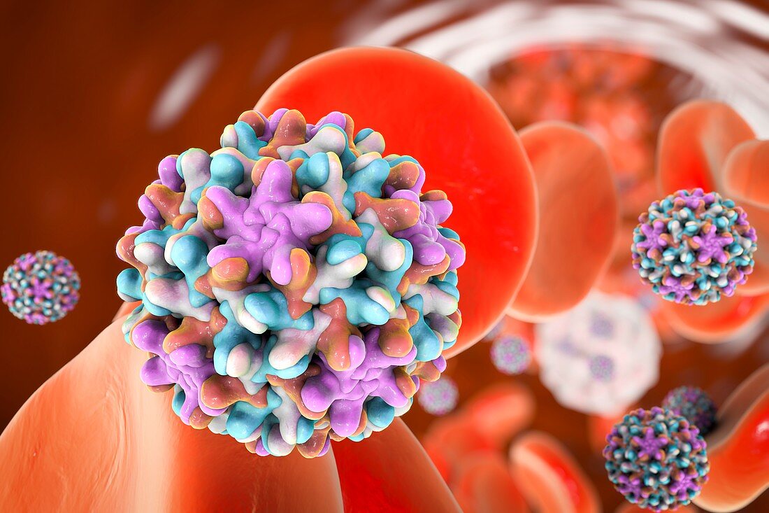 Hepatitis B virus in blood,illustration