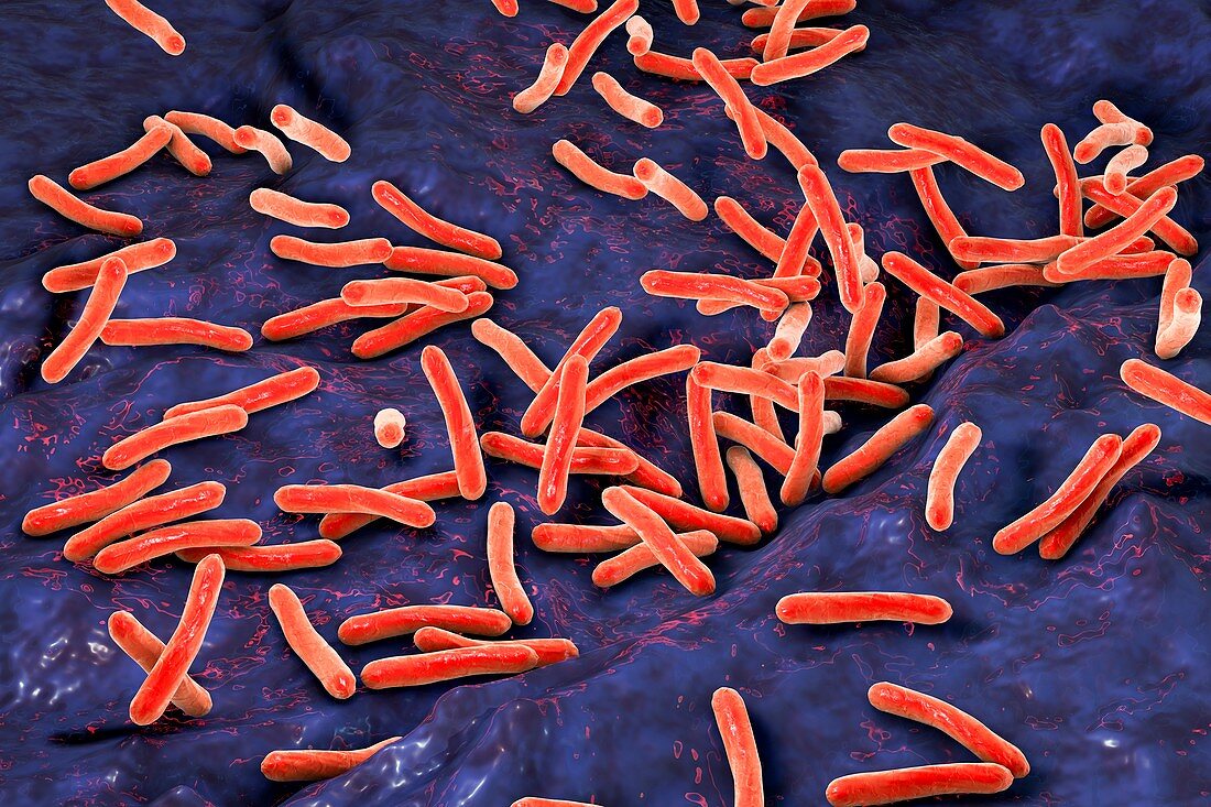 Tuberculosis bacteria,illustration
