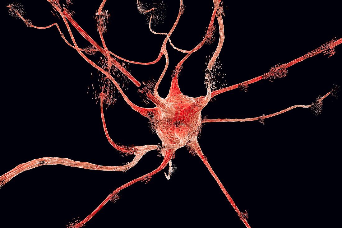 Apoptosis of a neuron,illustration
