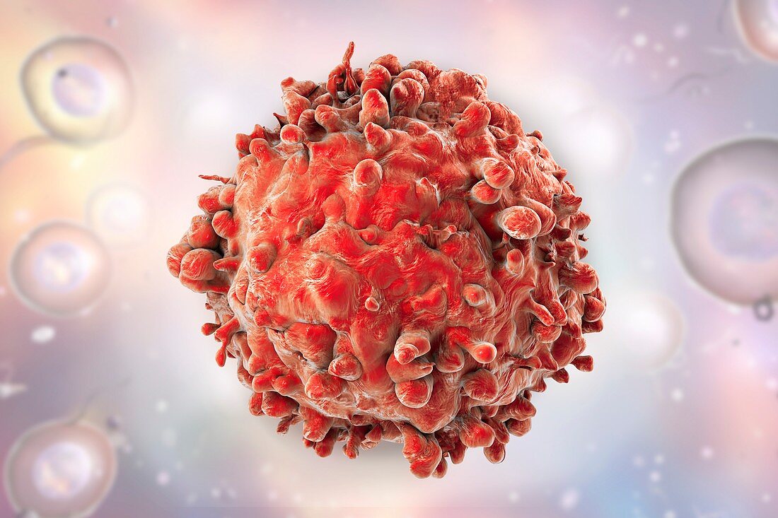 Leukaemia blood cell,illustration