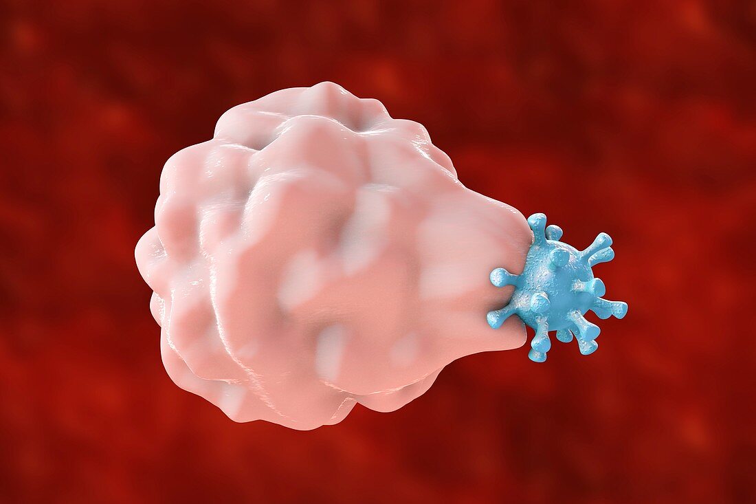 Phagocytosis of a virus,illustration