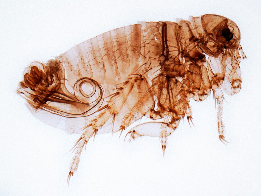 Male flea,LM
