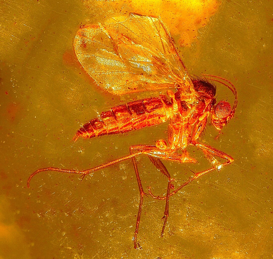 Fungus gnat in amber,macrophotograph