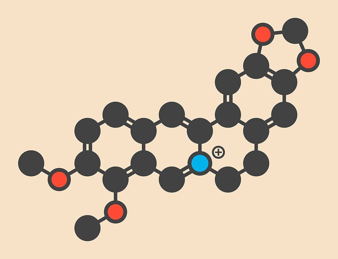 Berberine herbal medicine molecule