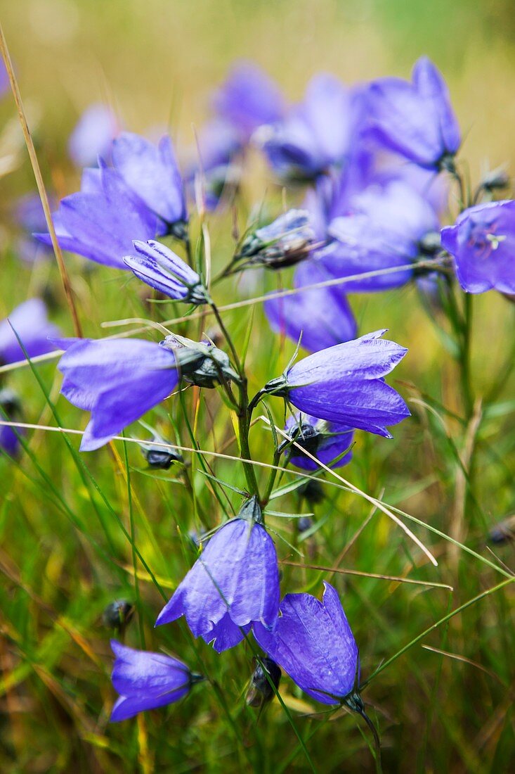 Purple alpine flowers