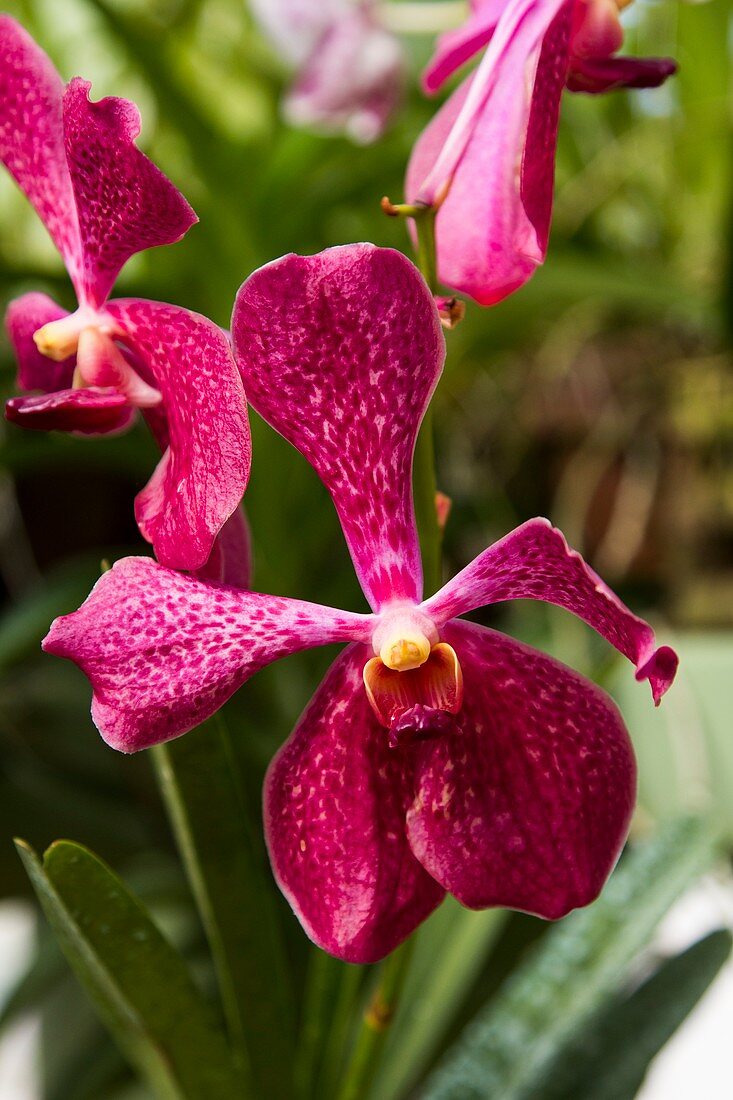 Pink flowers