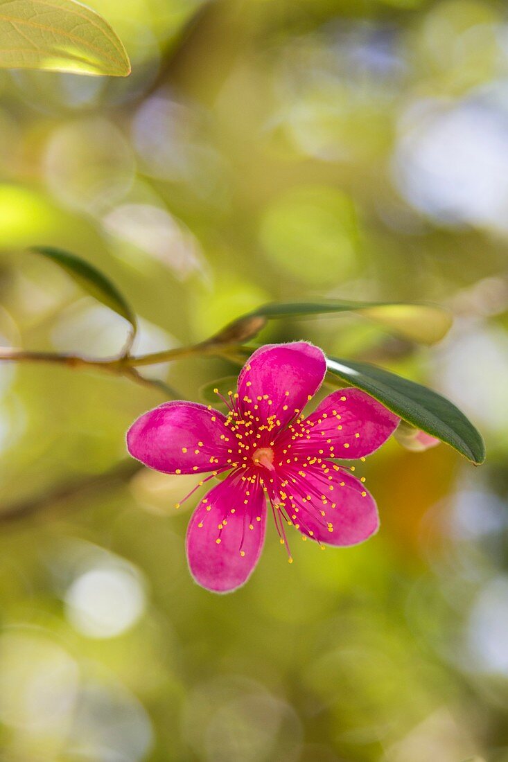 Pink flower