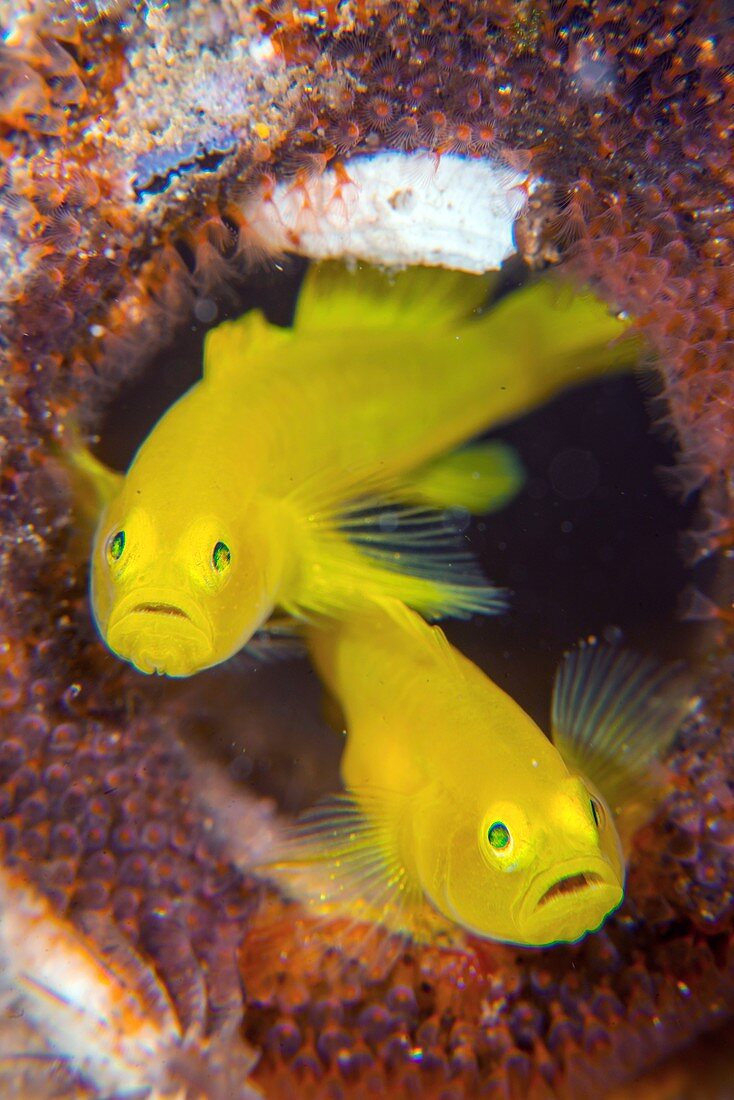 Yellow pygmy gobies with eggs