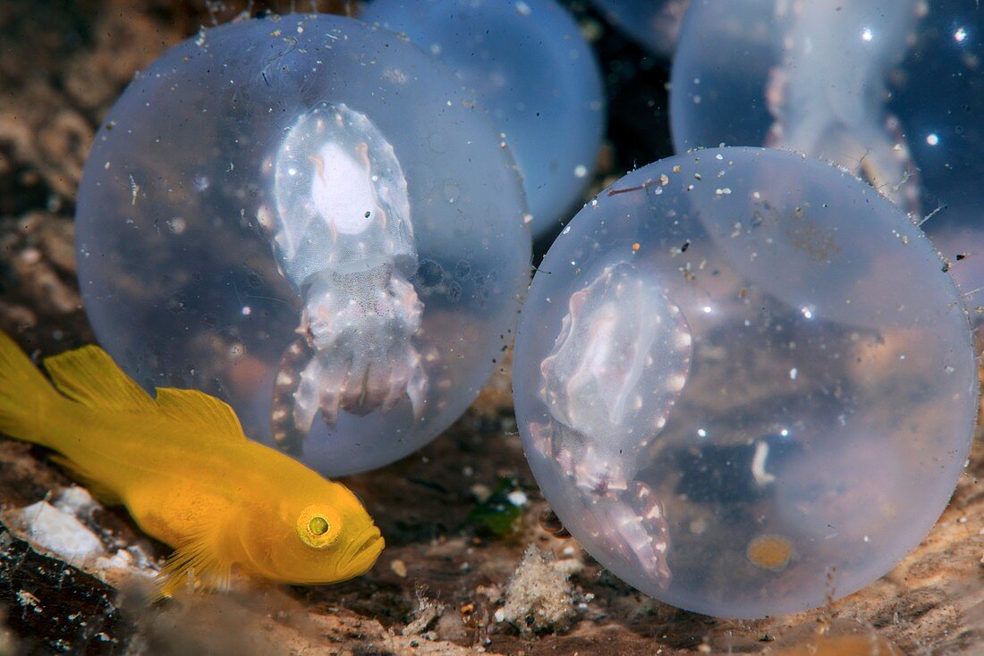 Yellow pygmy goby with cuttlefish eggs