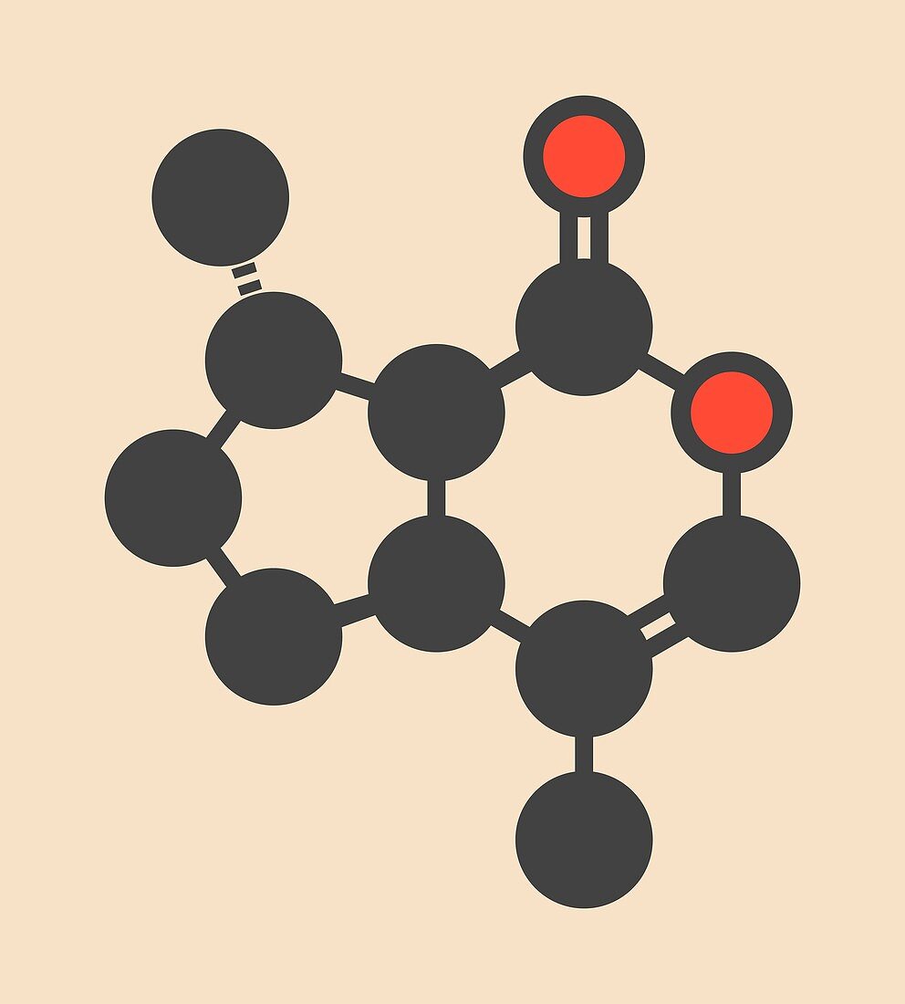 Nepetalactone catnip molecule