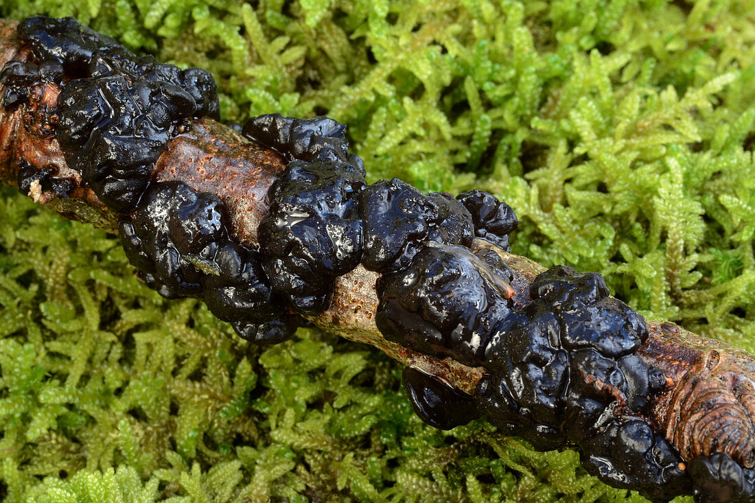 Witches' butter