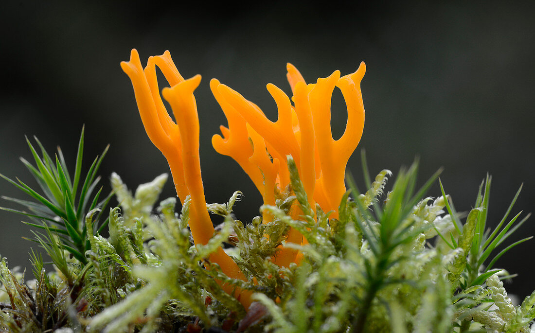 Yellow stagshorn fungus