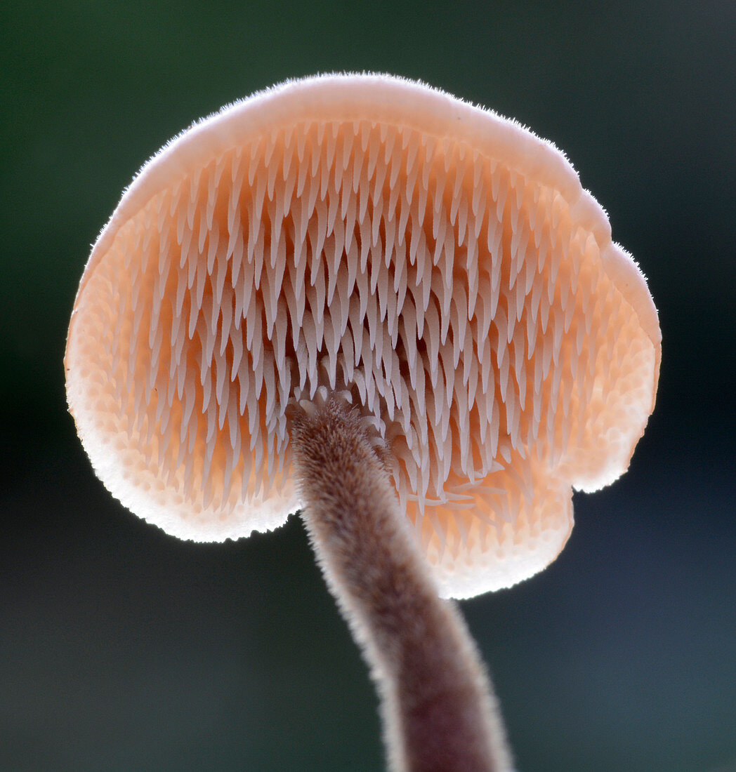 Ear pick fungus spines