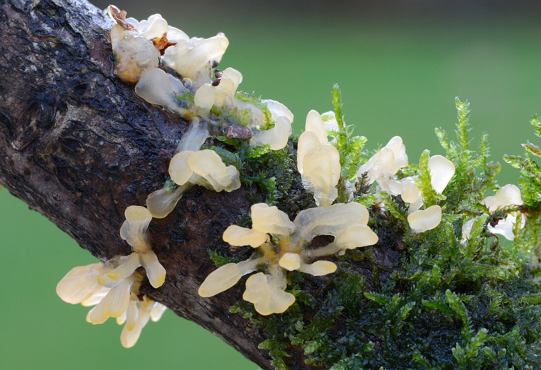 Pale stagshorn fungus
