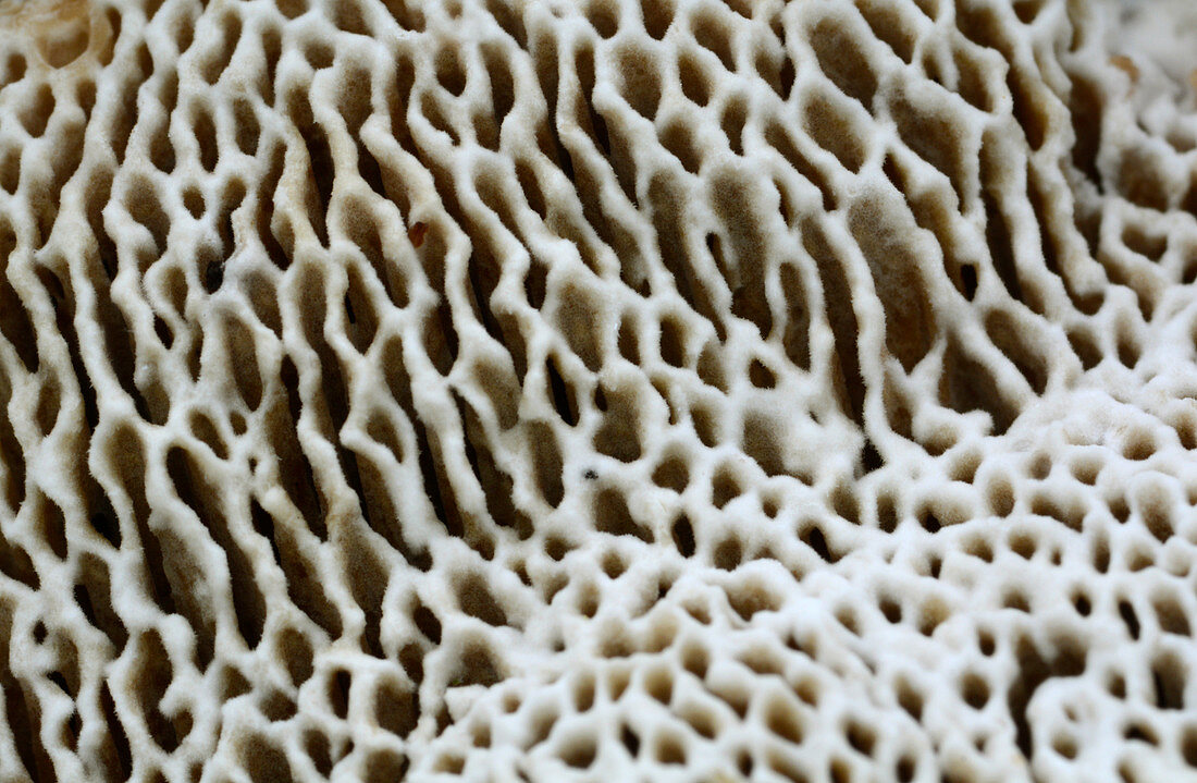 Birch mazegill fungus pore structure