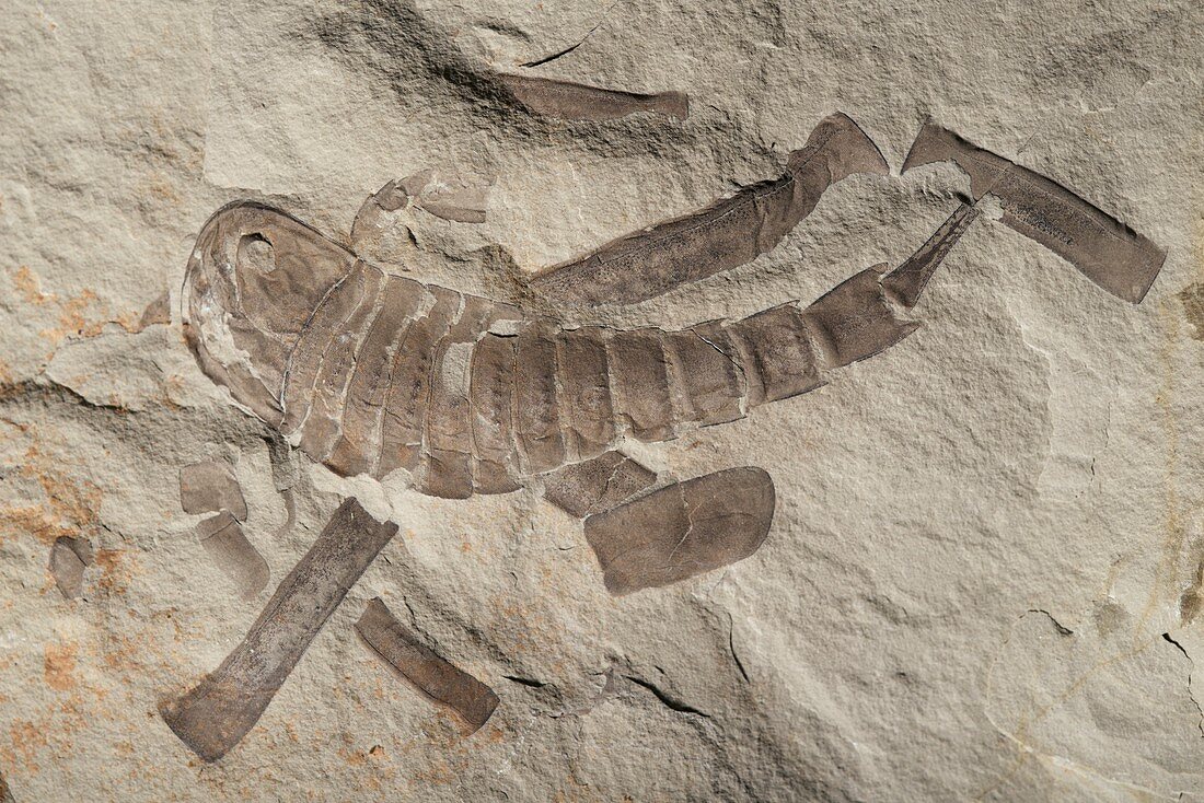 Sea scorpion fossil