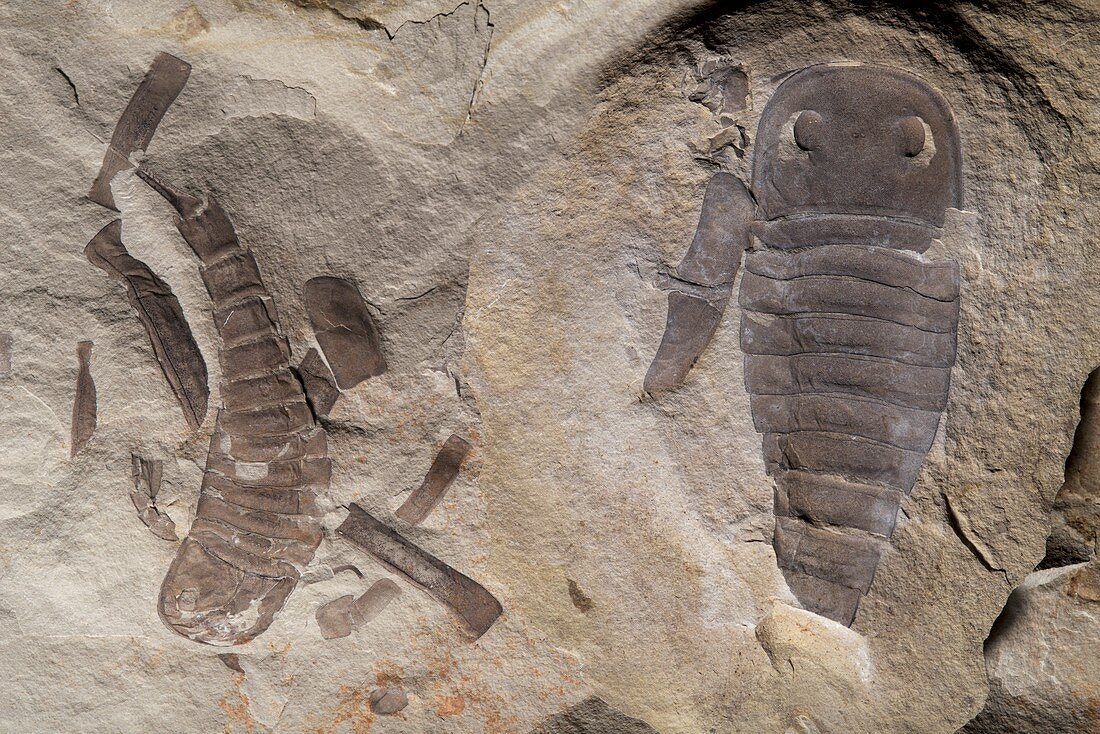 Sea scorpion fossils