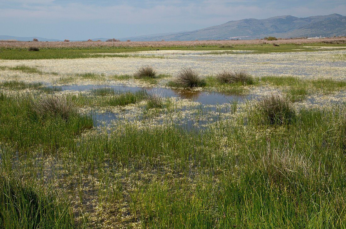 Salt marsh,Lesbos,Greece