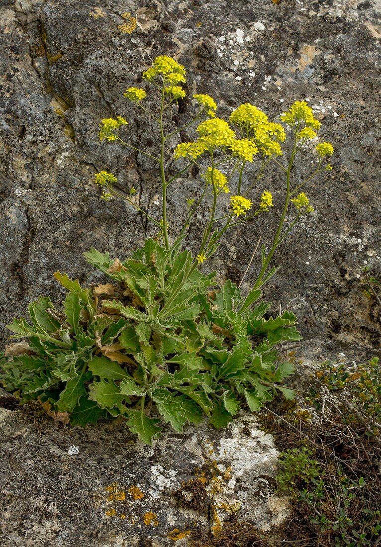 Biscutella frutescens in flower