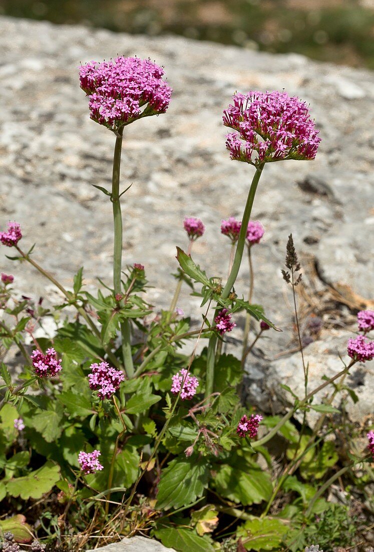 Centranthus macrosiphon in flower