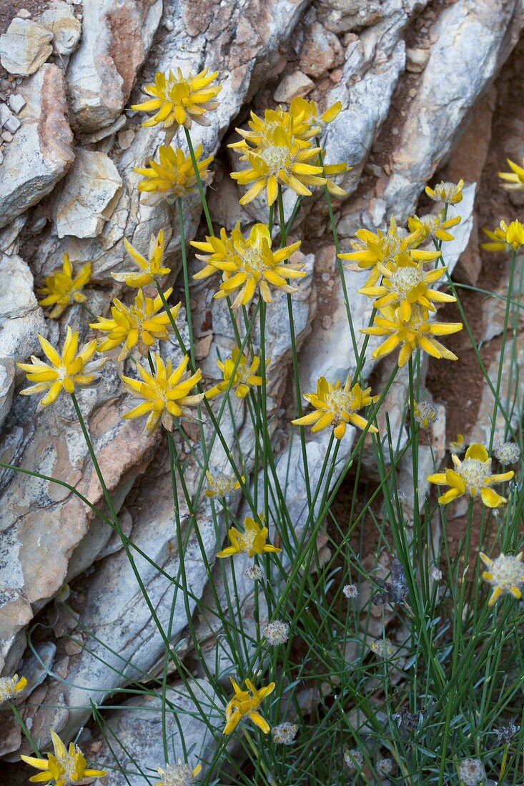 Genista umbellata in flower