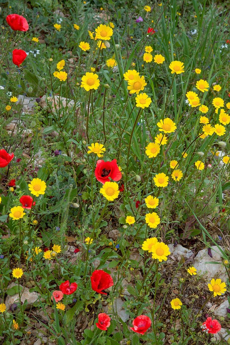 Corn marigolds and poppies