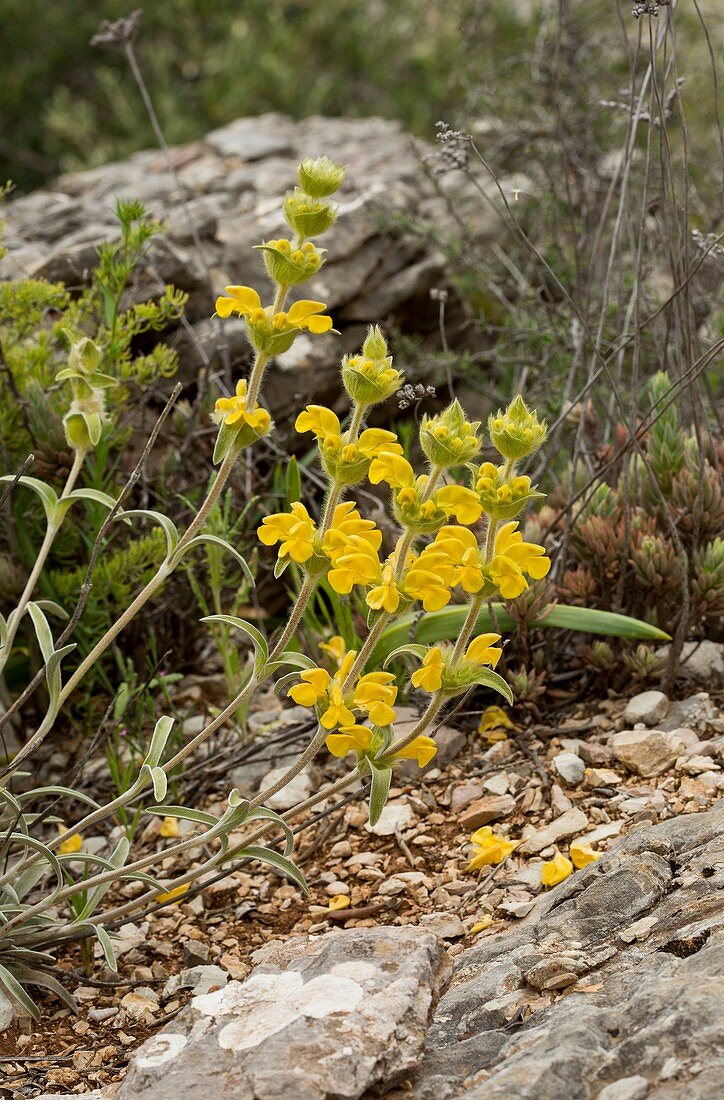 Lampwick plant (Phlomis lychnitis)