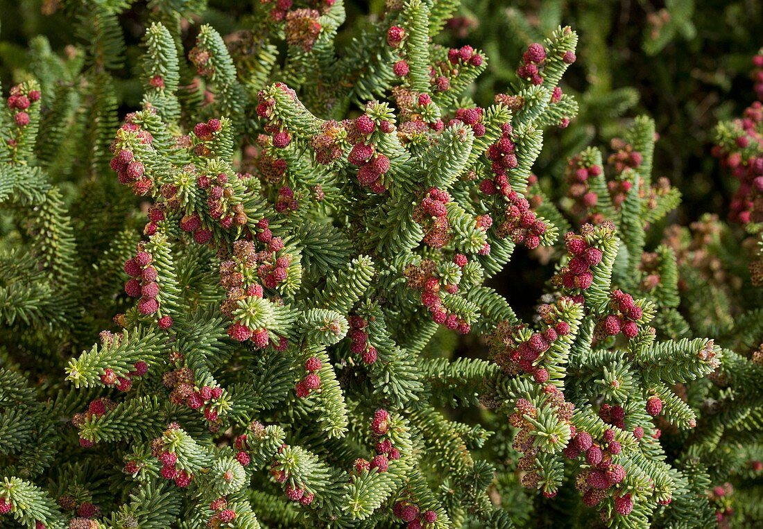 Spanish fir (Abies pinsapo) in flower