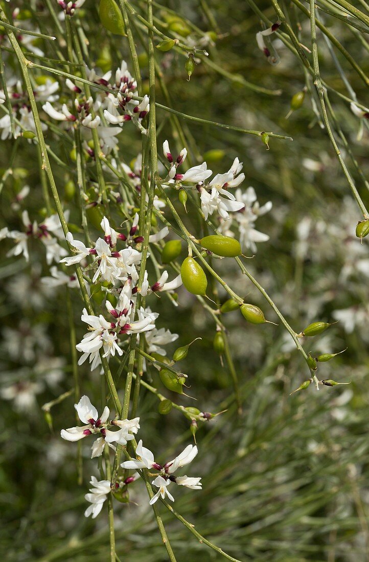 Bridal veil broom (Retama monosperma)