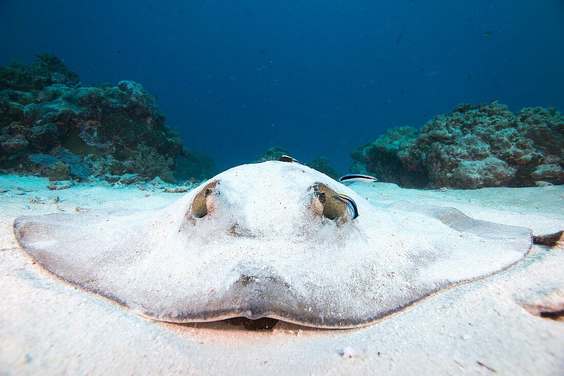 Cowtail Stingray being cleaned,Palau