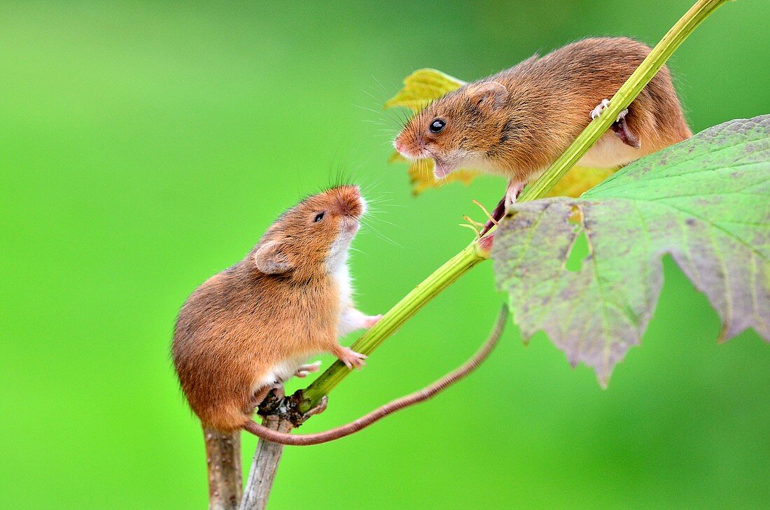 Harvest mice on guelder rose