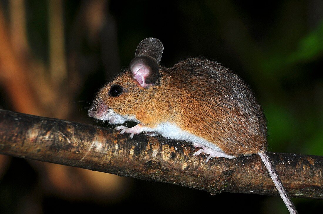 Wood mouse on hazel branch
