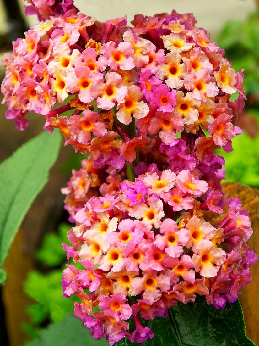 Buddleja sp. plant in flower