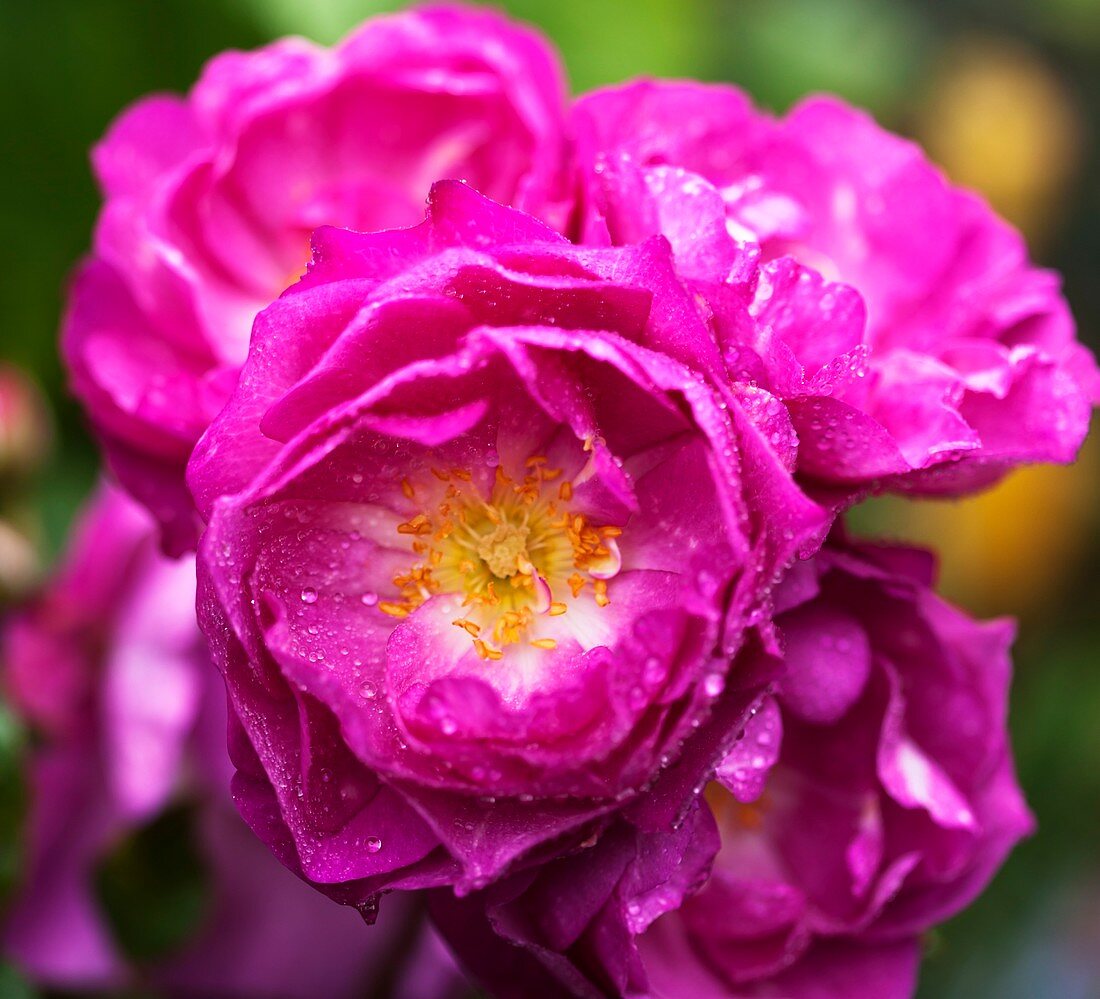 Rose (Rosa 'Storm Cloud') in flower