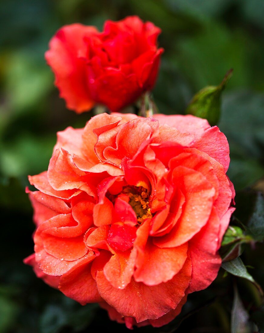 Rose (Rosa 'Kayzee') in flower