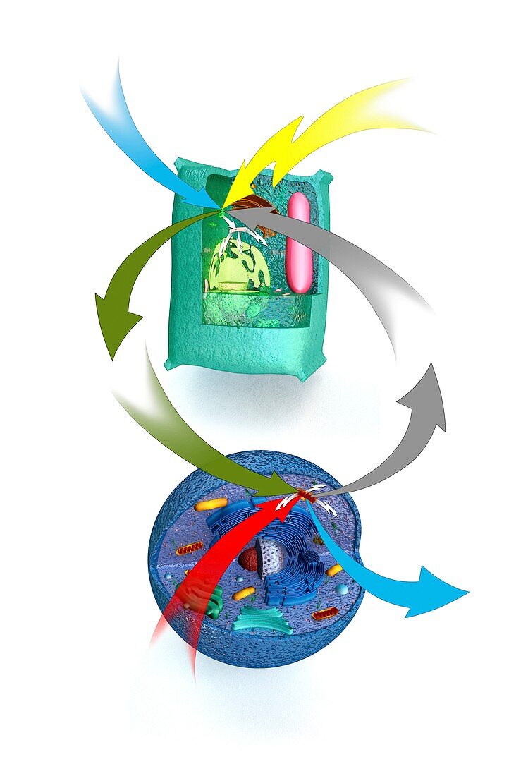 Cellular respiration,plants and animals