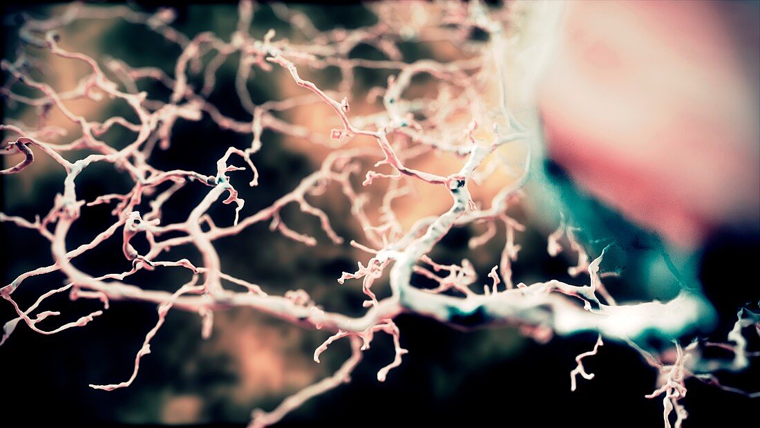 Nerve cell and dendrites,illustration
