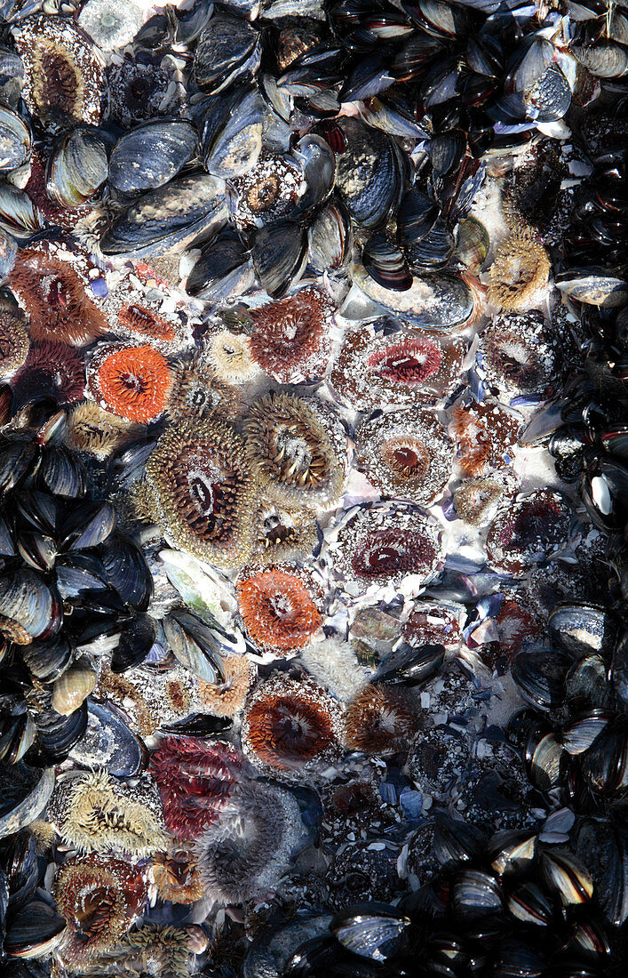 Sandy anemone on a beach